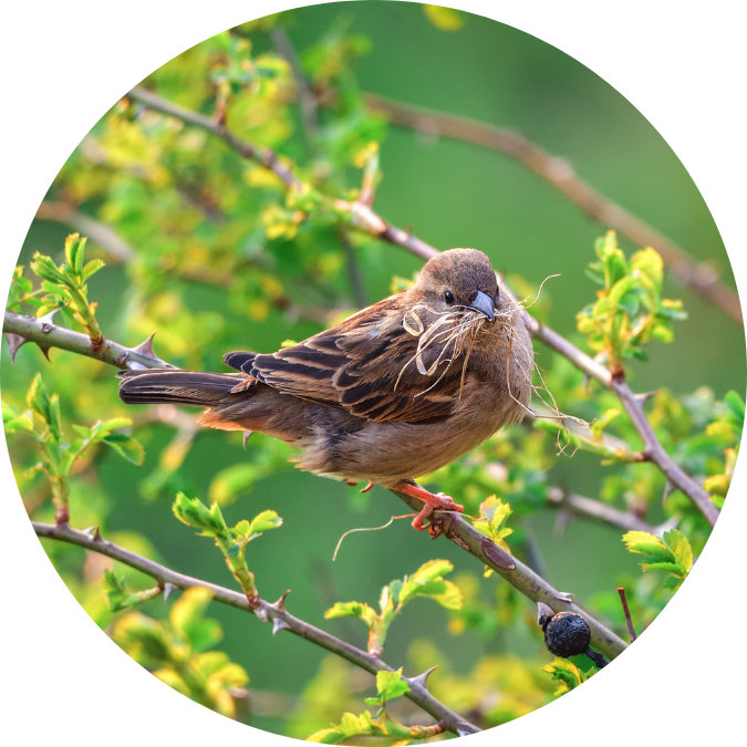 Faune et flore, biodiversité GenoScreen