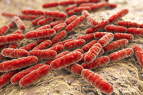 Detection and quantification of bacteria