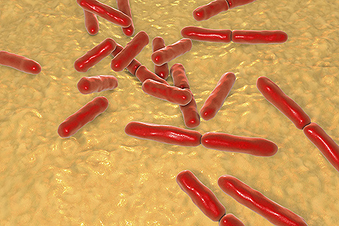 Detection and quantification of bacteria
