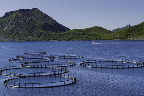 Genomic solutions for animal breeding Genomic solutions for animal breeding