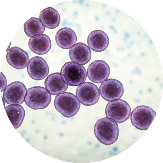 Application d'une crème