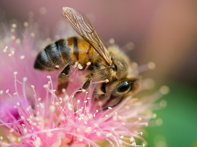 bee