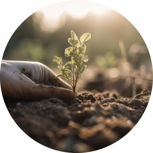 A hand holding a young shoot, symbolizing soil health and plant-microbiome interactions in microbial genomics