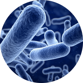 Bacteria