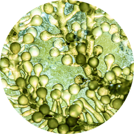 Microalgae