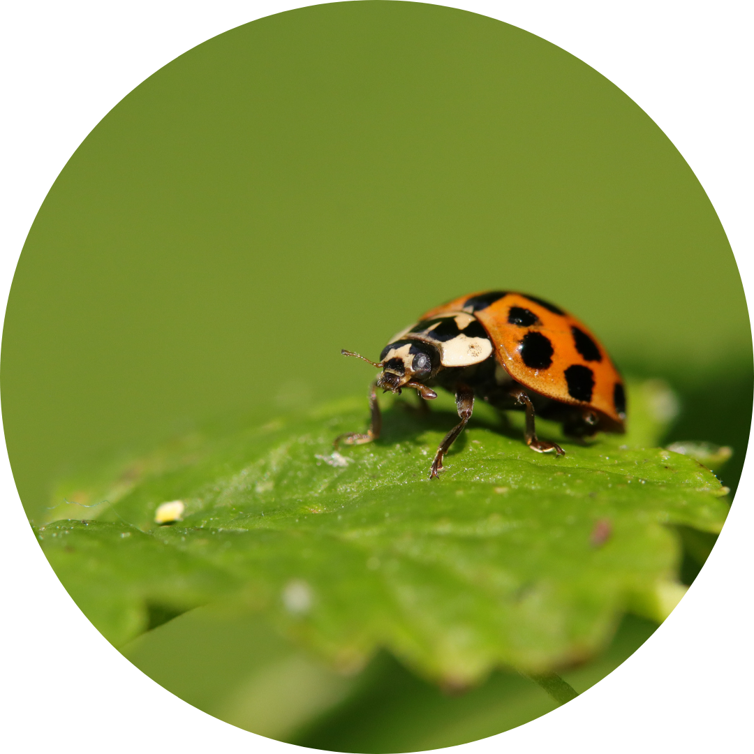 SNP genotyping for biodiversity